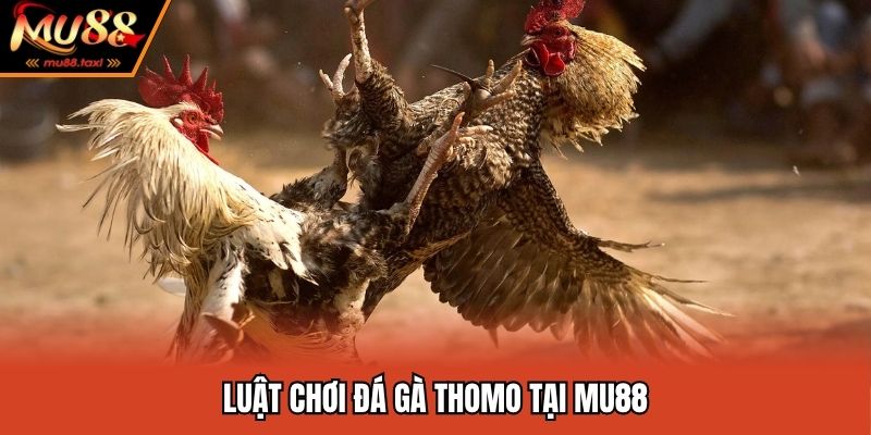Luật chơi đá gà hội viên cần quan tâm
