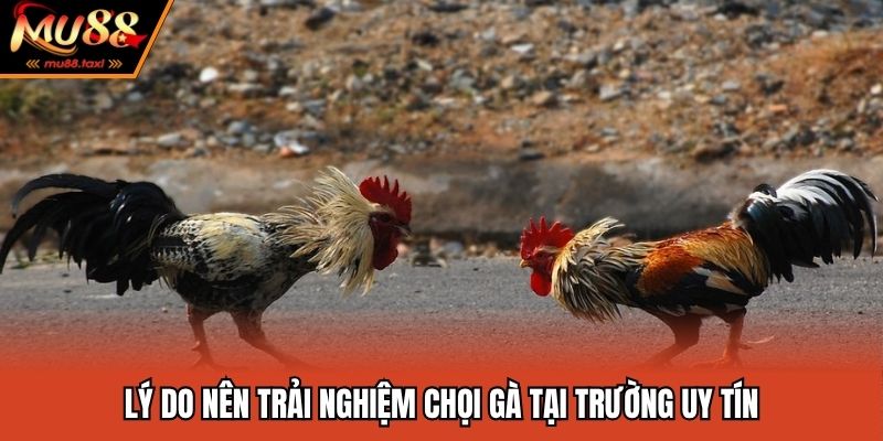 MU88 luôn mang đến chất lượng trải nghiệm tốt nhất