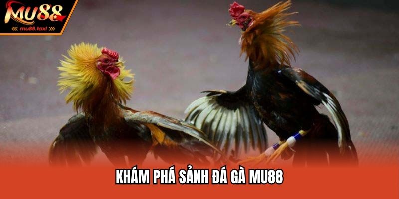 Khám phá sảnh đá gà MU88
